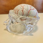 Seroque Clearl Head Skull Brain Model Medical Pharmaceutical Science Display 
