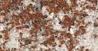 Rare Fire Ant Queens Hybrids  3 Pack Solenopsis Hybrid Queen  Feeder Insect Only