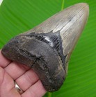 4 93    Megalodon Shark Tooth Real Fossil - No Restorations 