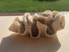 Halysites Chain Coral Fossil Free Standing Flat Bottom