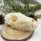 Taxidermy Real Animals Skull Decor - Model Bones Off-white 
