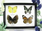 4 Beautiful Butterfly Butterflies In Showcase  Framed - Real - Taxidermy A_4q_06