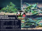 10  1 Green Jade Premium Neocaridina Shrimps  Live Arrival Guarantee