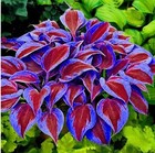     200  Hosta Seeds     Perennial Outdoor Shade Garden Planting Seeds     Ornamental