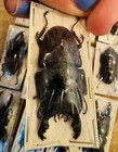 Dorcus Taurus Taurus  Stag Beetle  Indonesia Spread
