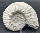Nice On Both Sides  6 5    Cretaceous Mortoniceras Sp  Texas Fossil Ammonite 