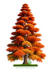 Southern Bald Cypress Tree   Premium Seeds   Taxodium Distichum  fall    Plants 