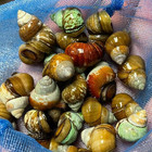 10 Live Trapdoor Snails Freshwater Aquarium Pond Algae Eaters 1-3cm Aquatic Pets