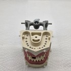Columbia Dentoform Ivorine R862 R861 Dental Teeth Training Model M-pvr-860