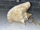 Vintage Natural Conch Clam Sea Shells Scallop Lamp Night Light