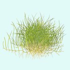 Eleocharis Acicularis Dwarf Hair Grass Tissue Culture Live Aquarium Plants