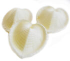 6 Beautiful Large White Heart Cockle Shells  2   Beach Wedding Crafts Decor
