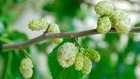 15 White Mulberry  morus Alba  Cutting 6-8  Delicious Organic Cold Hardy Tree