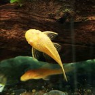 Pleco Ancistrus Albino 2 Inch Pack 4 Live Fish Free Shipping