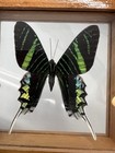 Urania Leilus Real Framed Butterfly Green Black Color Mounted Brown Frame