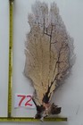 Large Natural Sea Fan - Coral - Sea Whip - Free Shipping 19x 9 5 Inches Base 4x4