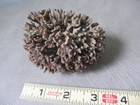Natural Dried 3  Florida Red Beard Sea Sponge Nautical Coastal Ocean Beach Decor