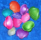 1 2 Pound Of 2 To 3  Dyed Ark Sea Shells  Beach Decor Craft Tropical