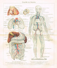 Human Circulatory System Anatomy Print 1925     Blood Vessels Diagram Meyers