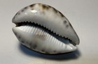 Cypraea Tigris   Tiger Cowrie  Collected In The Philippines   Great Shape   75mm