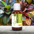 Croton Oil Croton Tiglium Linn Cold Pressed Natural For Hair Uncut