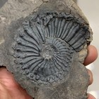Late Triassic Ammonite Specimen