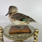 Taxidermy Mounted Duck Bird Mount Mallard  7    Tall 9    Long