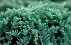 Juniper Blue Rug   2 Inch   Juniperus Horizontalis   Hardy Groundcover Plant