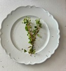  1  Assorted Ludwigia Aquarium Stem Plant- Mid-ground  Background Plant 