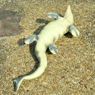 18  Jurassic Realistic Mosasaurus Dinosaur Dino Figure Figurine Kids Toy Gift