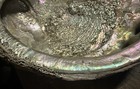 Deep Heavy Giant Trophy Pacific Red Abalone Shell 10  X  7 1 2  Vintage
