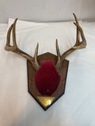 Vtg Whitetail Deer Antler Mount Plaque 8-point Cabin Decor Rustic Taxidermy