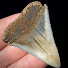 Great White Shark Tooth 1 82  Megalodon Teeth Era Fossil Unrestored