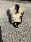 Vintage Full Body Skunk Taxidermy Mount
