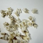 Lot Of 35 Real Coyote Molars Teeth Taxidermy Art Weird Odd Project Unqiue   4063