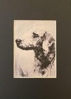Bedlington Terrier Matted   Framed   Ready To Gift 1986 Vintage Dog Art Print W