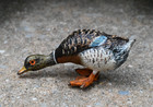 Lovely Antique Austrian Vienna Cold Painted Bronze Figure Of Mallard Duck