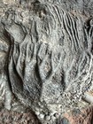 Rare Large Museum Quality Crinoid Scyphocrinites  sea Lily  Fossil Plate - 9 