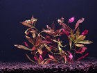 Ludwigia Repens-live Aquatic Stem Plants Fish Tank Shrimp Tank Aquascape Plants