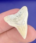 Rare White Fossil Bull Shark Tooth 1 00    Real Shark Teeth