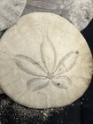 Sand Dollars Assorted 1   -2-1 2    Pacific Coast
