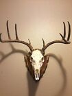 European Deer Skull Mount Plaque And Hanger