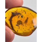 Hell Ant Haidomyrmex In Burmese   Burmite Amber Fossil   100  Genuine Amber