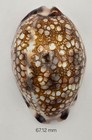 Mauritia Histrio Westralis - 67 12 Mm - Uncommon -exceptional Color   Pattern