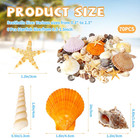 Mixed Sea Shells  80  Pcs Beach Seashells Starfish  Various Sizes Ocean