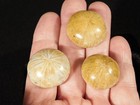 Lot Of Three  Small Polished 150 Million Year Old  Sand Dollar Fossils 4 79