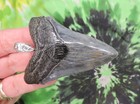 Megalodon Sharks Tooth Pendant Polished Beauty Fossil Sharks Teeth