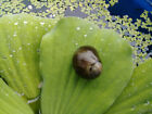 6 Live Freshwater Acclimated Olive Nerite Snails Great Algae Eaters