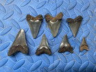 Lot Of 7 Angustidens Shark Tooth Fossil From Sc