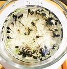 25  Live Tadpoles Buy3get1free  Small Size  Healthy And Energetic  Tree Frogs